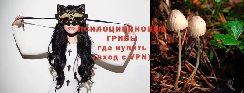 Псилоцибиновые грибы Psilocybe  Кола 